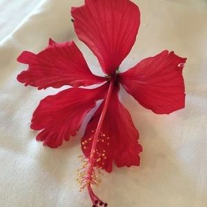 Meet your Posher, Marlene